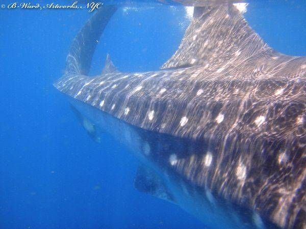 Whale Shark. Isla Mujeres, Mexico