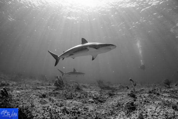 Triangle Rocks. Caribbean Reef Sharks. Bimini, Bahamas
