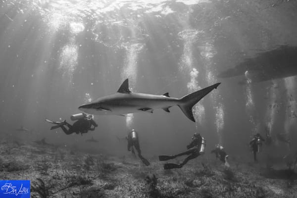 Carribean Reef Sharks. Bimini, Bahamas