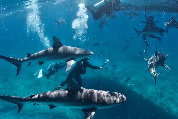 Caribbean Reef Sharks