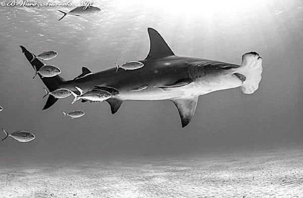 Great Hammerhead Shark. Bimini, Bahamas