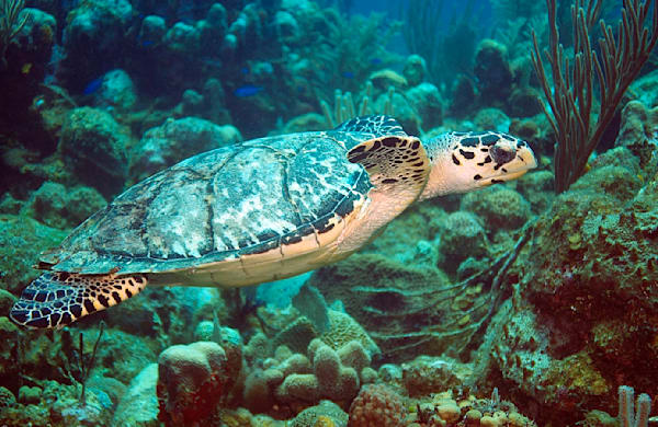 Hawksbill Sea Turtle, Utila, Honduras