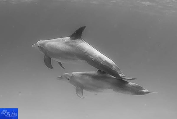Mom & Baby. Bottlenose Dolphins. Bimini, Bahamas