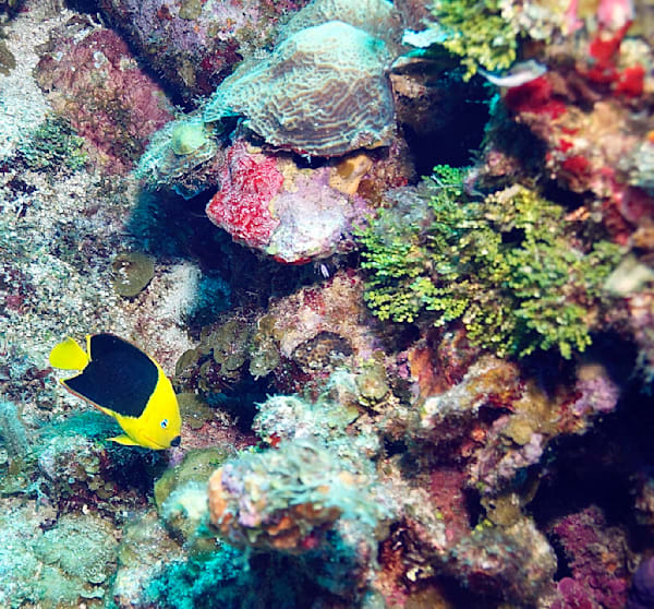 Rock Beauty, Utila, Honduras