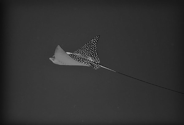 Spotted Eagle Ray. Utila, Honduras