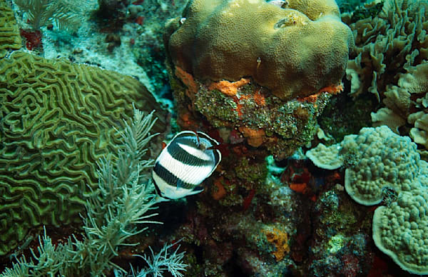 Butterfly Reef Fish, Utila, Honduras