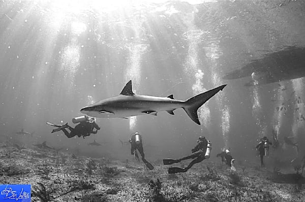 Caribbean Reef Sharks. Bimini, Bahamas