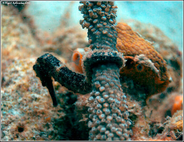 Seahorse. Utila, Honduras