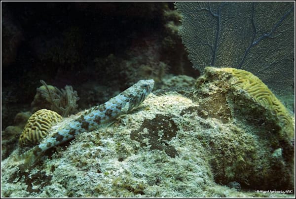 Lizardfish. Utila, Honduras