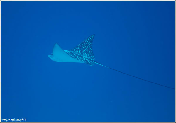 Spotted Eagle Ray. Utila, Honduras
