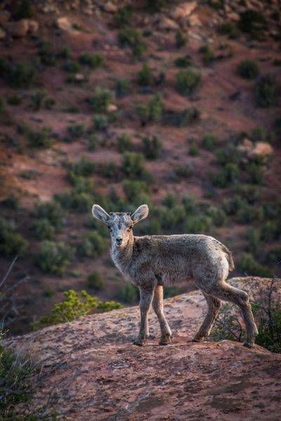 Colorado National Monument