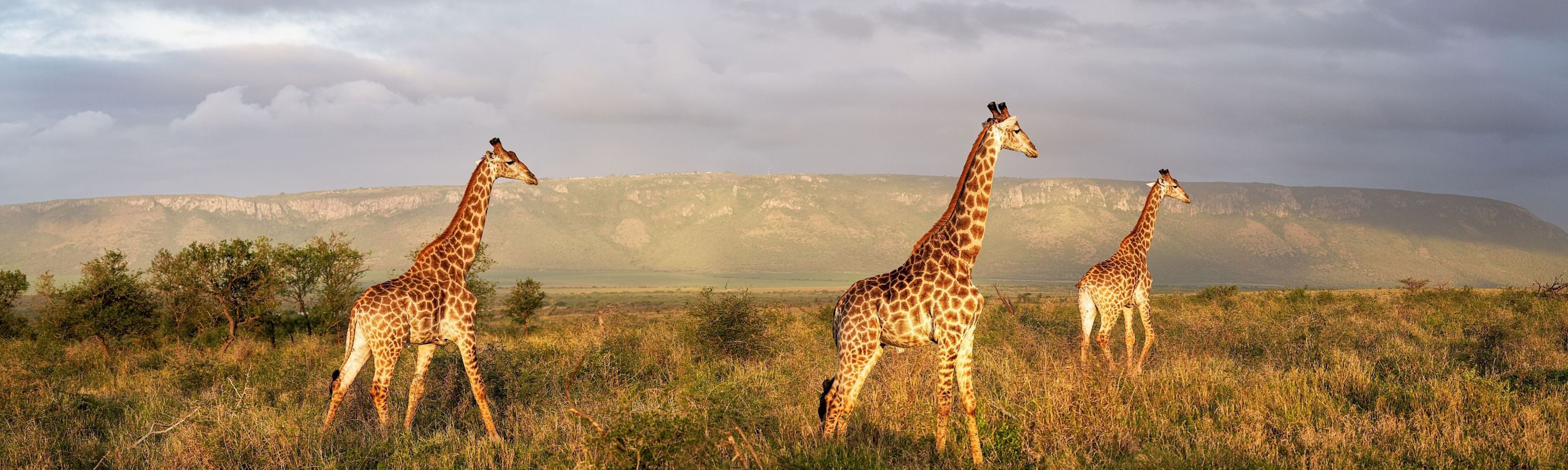 
        <div class='title'>
          3
        </div>
       