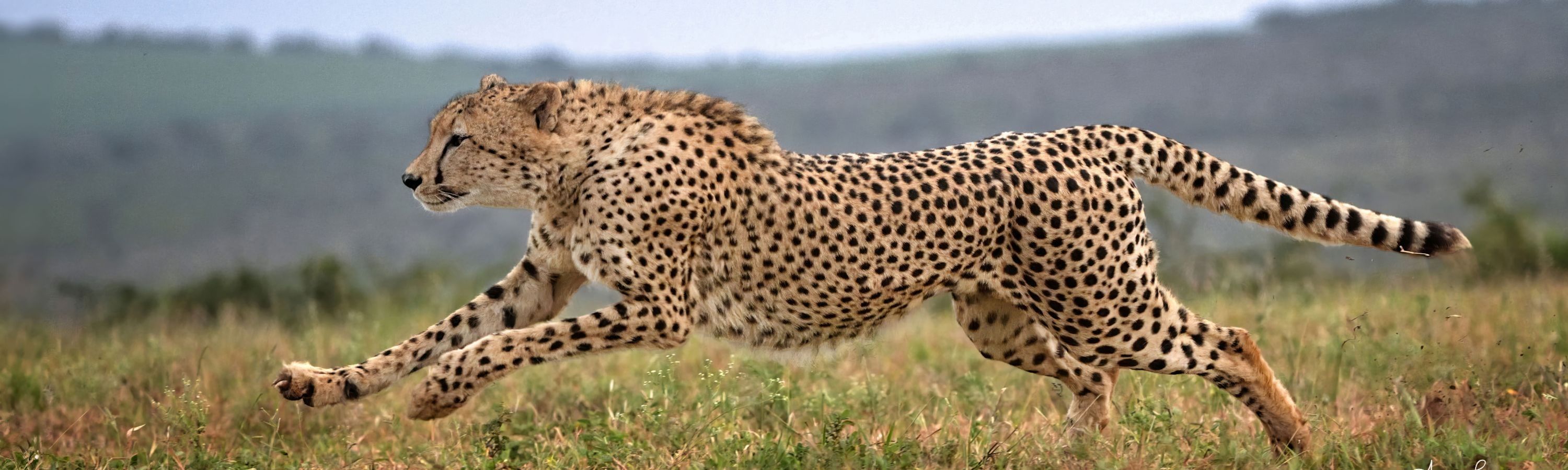 
        <div class='title'>
          1
        </div>
       