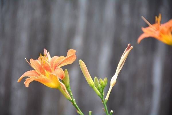 Flower Power