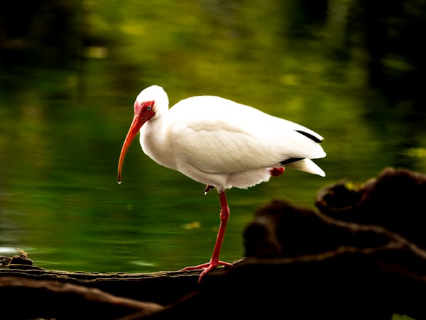 White Ibis