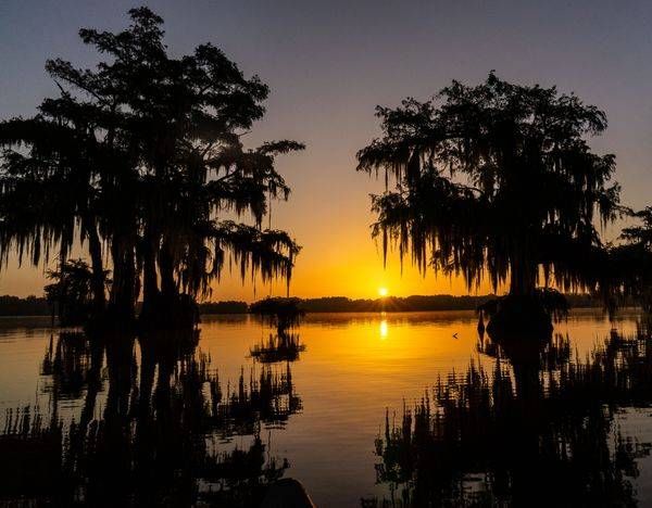 Cypress in Sunrise