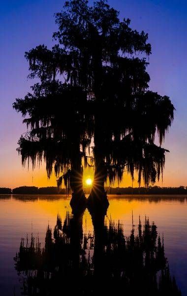 Heart of the Cypress