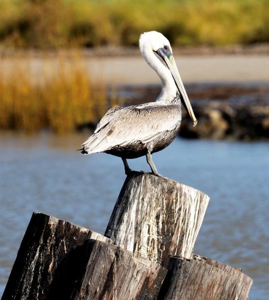 Wildlife