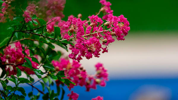 Pink Crepe Myrtle
