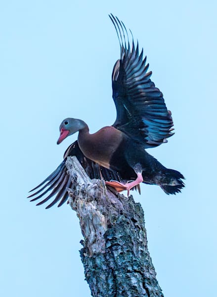 Flying Duck