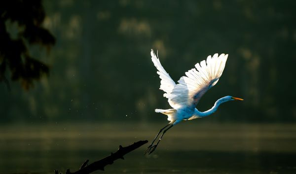 Wildlife