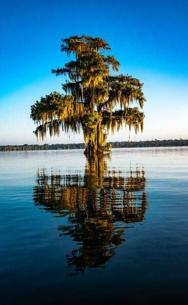 The Lone Cypress