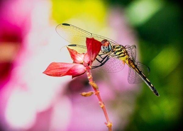 Dragonfly at Rest