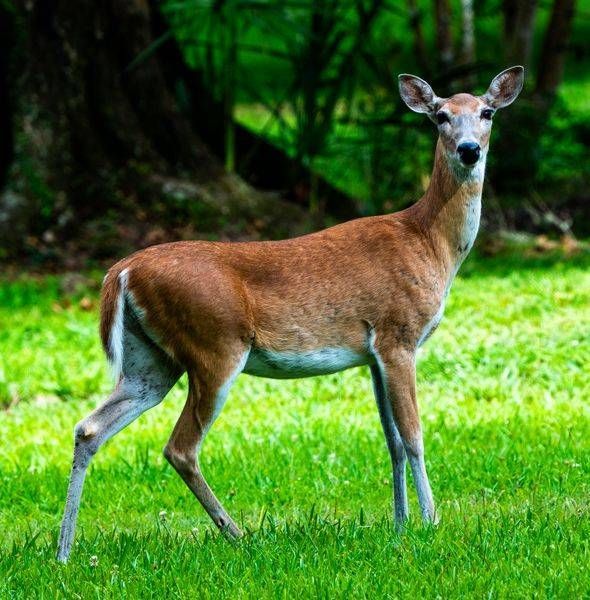 White-Tailed Doe Walking Through Meadow
