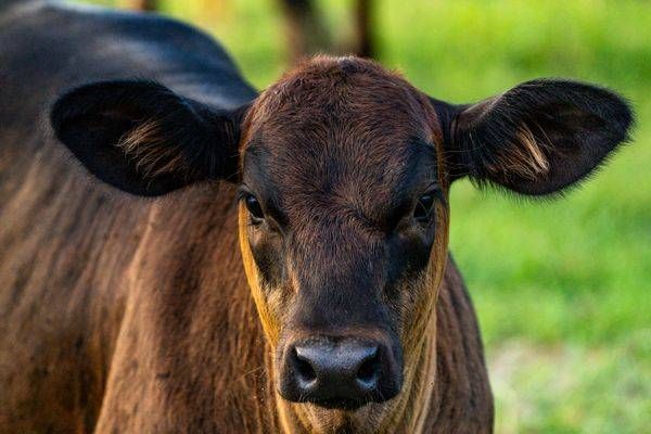Brown Cow Portrait