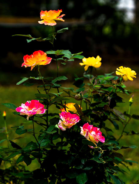 Multi Roses