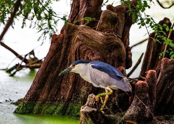 Black-crowned Night Heron