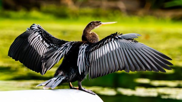 Wildlife