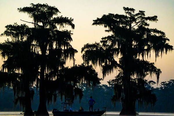 Cypress Morning