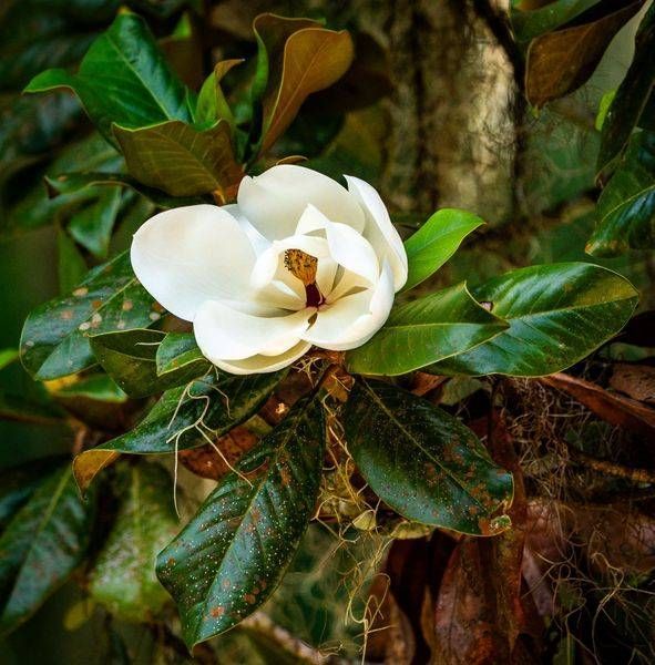 Magnolia Blossom in Bloom