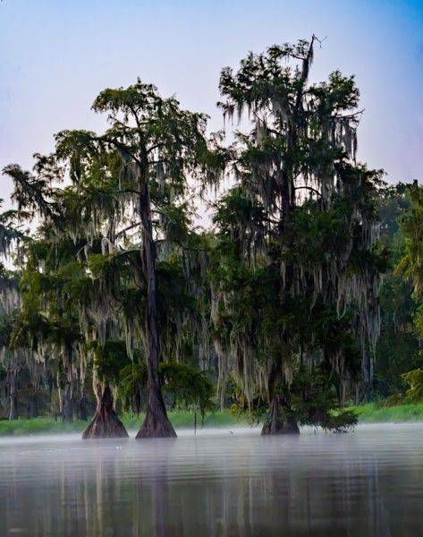 Cypress in the Mist