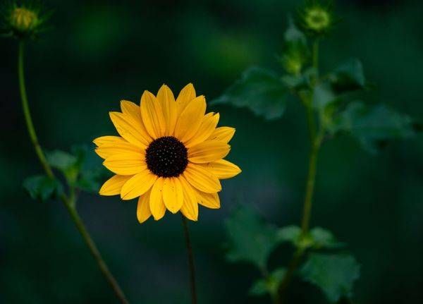 Yellow Black-Eyed Susan