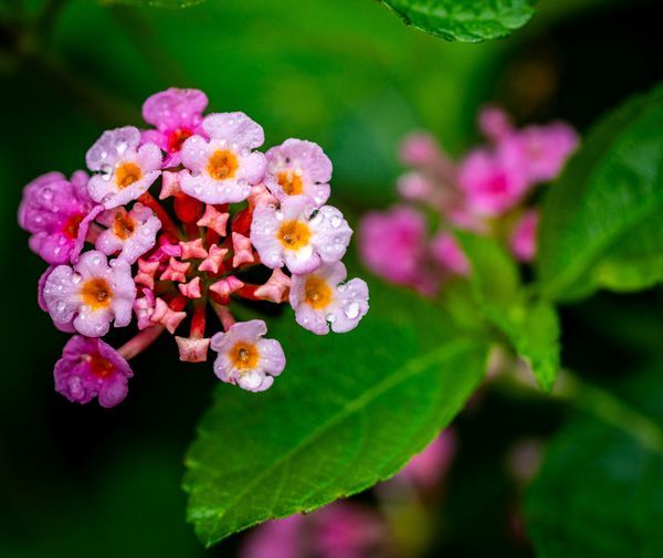 Floral & Botanicals