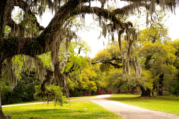 Moss On Live Oak