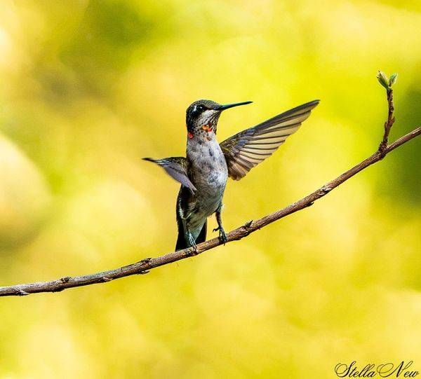 Humming Birds-2