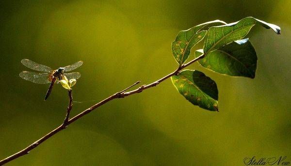 branch-3