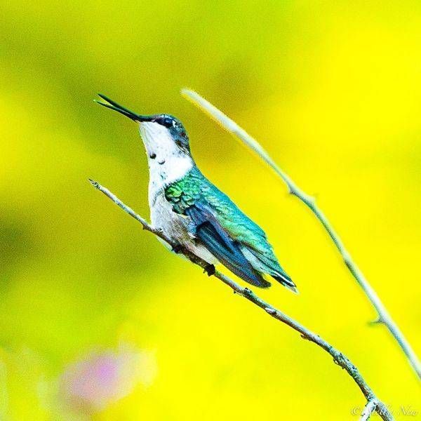 Bird Song