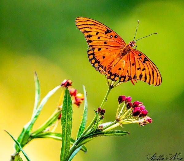 Butterly #2