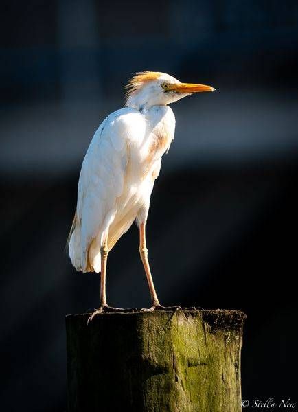 Egret