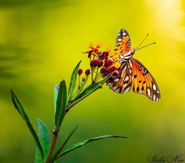 Butterfly #1