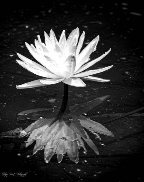 Black and White