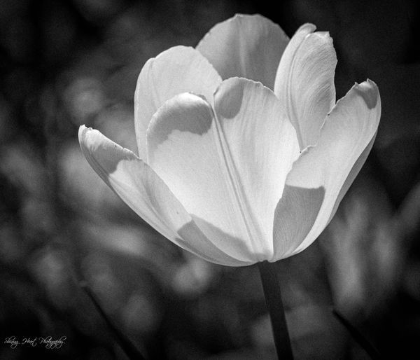 Black and White