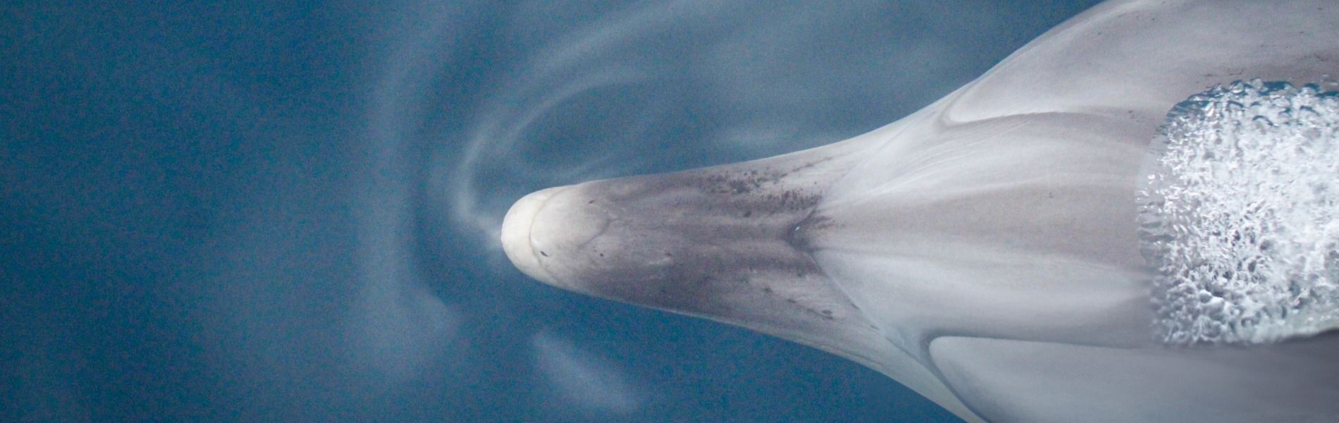 
        <div class='title'>
          Pelagic Excursion 495
        </div>
       