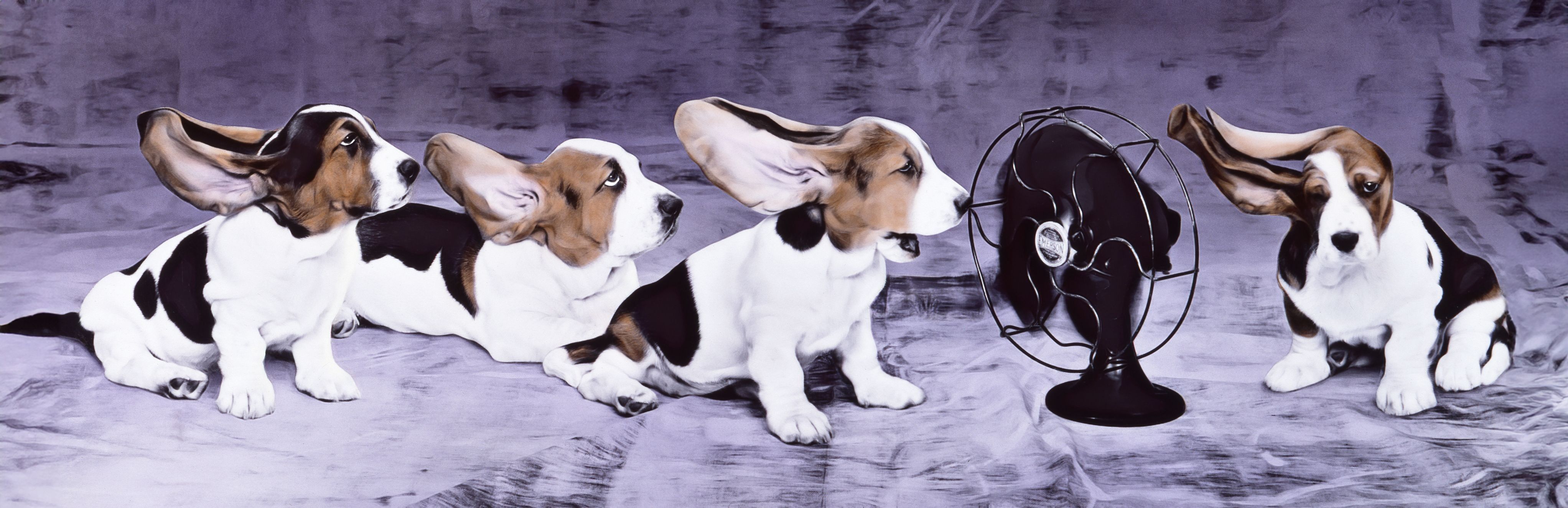 
        <div class='title'>
          PUP 006,BF, Bas Hnds, Fan
        </div>
       