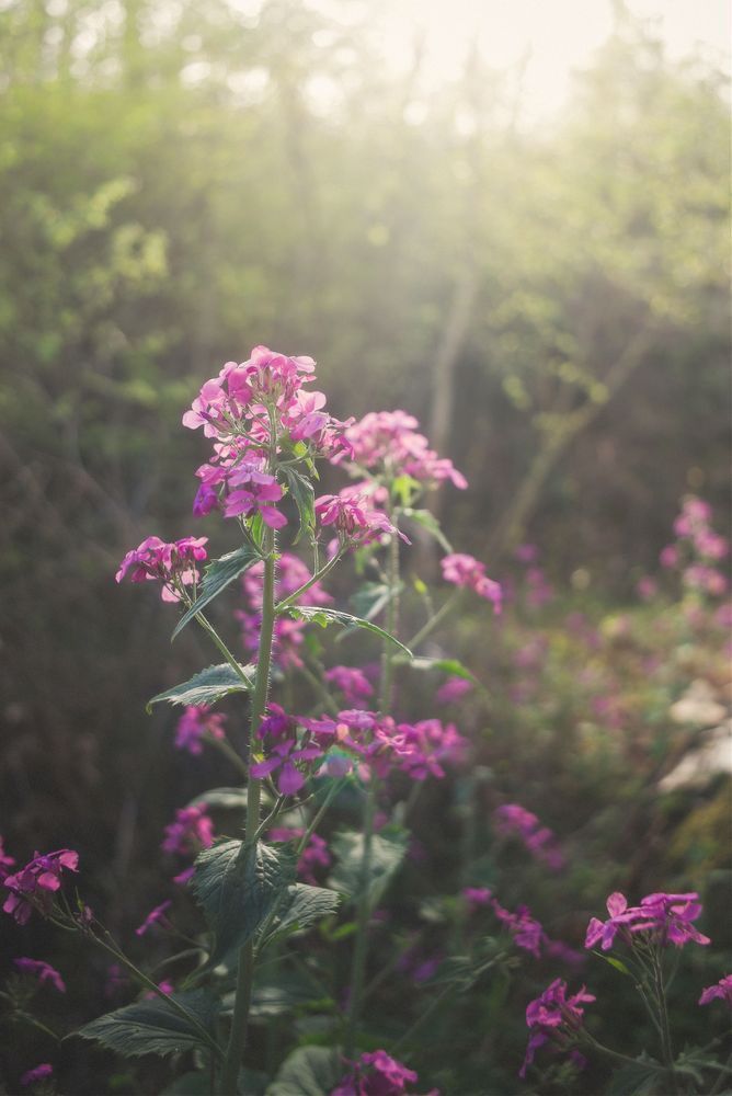 Violet Beauty Garden Photography Art | W.V.L. Photograph