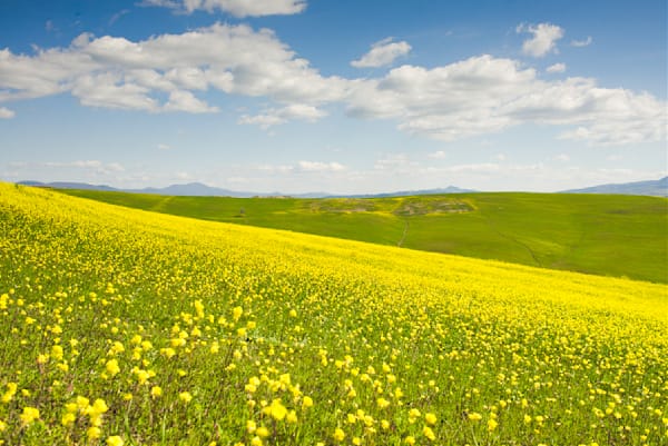 Tuscany Springtime